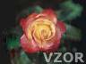 Krásná růže, Tapety na mobil