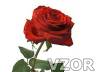 Nádherná růže, Tapety na mobil