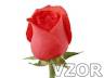 Růžička, Květiny - Tapety na mobil - Ikonka