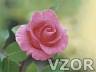 Růžová růže, Tapety na mobil