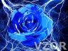 Modrá růže, Tapety na mobil