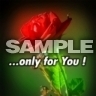 Růže pro tebe, Tapety na mobil