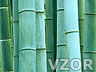 Bambus, Příroda a města - Tapety na mobil - Ikonka