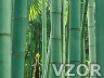 Bambus, Tapety na mobil