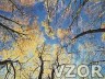 Koruny stromů, Příroda a města - Tapety na mobil - Ikonka
