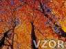 Podzimní koruny stromů, Tapety na mobil