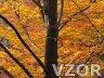 Strom na podzim, Tapety na mobil