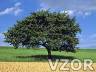 Strom u pole, Příroda a města - Tapety na mobil - Ikonka