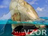 Žralok, Roztomilé - Tapety na mobil - Ikonka