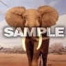 Africký slon, Zvířátka - Tapety na mobil - Ikonka