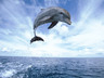 Delfín nad vodou, Tapety na mobil