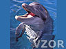 Delfínek, Tapety na mobil