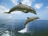 Delfíni, Tapety na mobil