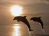 Delfíni při skoku, Tapety na mobil