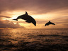 Delfíni při západu slunce, Tapety na mobil