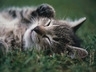 Číča v trávě, Kočičky - Zvířátka na mobil - Ikonka
