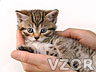 Kočička v ruce, Kočičky - Zvířátka na mobil - Ikonka