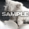 Kocour s knihou, Kočičky - Zvířátka na mobil - Ikonka