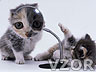 Koťátka, Kočičky - Zvířátka na mobil - Ikonka