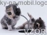 Koťátko a lupa, Tapety na mobil