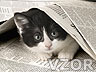 Koťátko pod novinami, Tapety na mobil