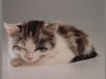 Koťátko spí, Kočičky - Zvířátka na mobil - Ikonka