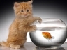 Kotě a rybička, Kočičky - Zvířátka na mobil - Ikonka