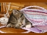 Kotě v tašce, Kočičky - Zvířátka na mobil - Ikonka