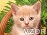 Krásný koťe, Kočičky - Zvířátka na mobil - Ikonka