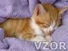 Spící kočička, Kočičky - Zvířátka na mobil - Ikonka