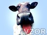 Kráva, Tapety na mobil