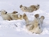 Lední medvědi, Tapety na mobil