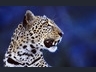 Leopard, Tapety na mobil