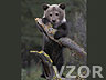 Medvíde v lese, Tapety na mobil