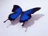 Modrý motýl, Tapety na mobil