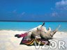 Nosorožec na pláži, Tapety na mobil