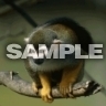 Opička, Tapety na mobil