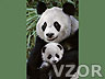 Panda a mládě, Tapety na mobil