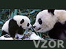 Panda s mláďátkem, Tapety na mobil