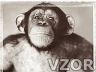 Portrét šimpanze, Tapety na mobil