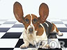 Pes s velkýma ušima, Tapety na mobil