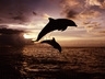Skok delfínů, Tapety na mobil