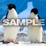 Tučňáci, Zvířátka - Tapety na mobil - Ikonka