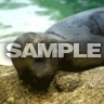 Tulení mládě, Zvířátka - Tapety na mobil - Ikonka