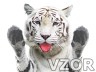 Tygr, Zvířátka - Tapety na mobil - Ikonka