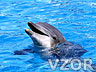 Usměvavý delfín, Tapety na mobil
