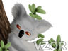Zamilovaný koala, Zvířátka - Tapety na mobil - Ikonka