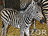 Zebra, Zvířátka - Tapety na mobil - Ikonka