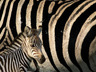 Zebry, Zvířátka - Tapety na mobil - Ikonka