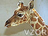 Žirafa, Zvířátka - Tapety na mobil - Ikonka